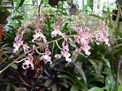 116 Cairns Botanic Gardens